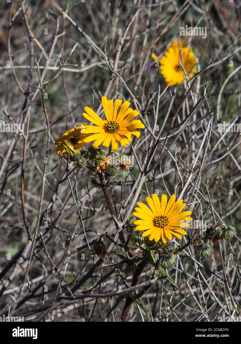 Les Marguerites de Namaqua (Hyoseroides Asteraceae) de couleur orange entourées de bâtons morts de croissance précédente, dans la réserve naturelle de Goegap Banque D'Images