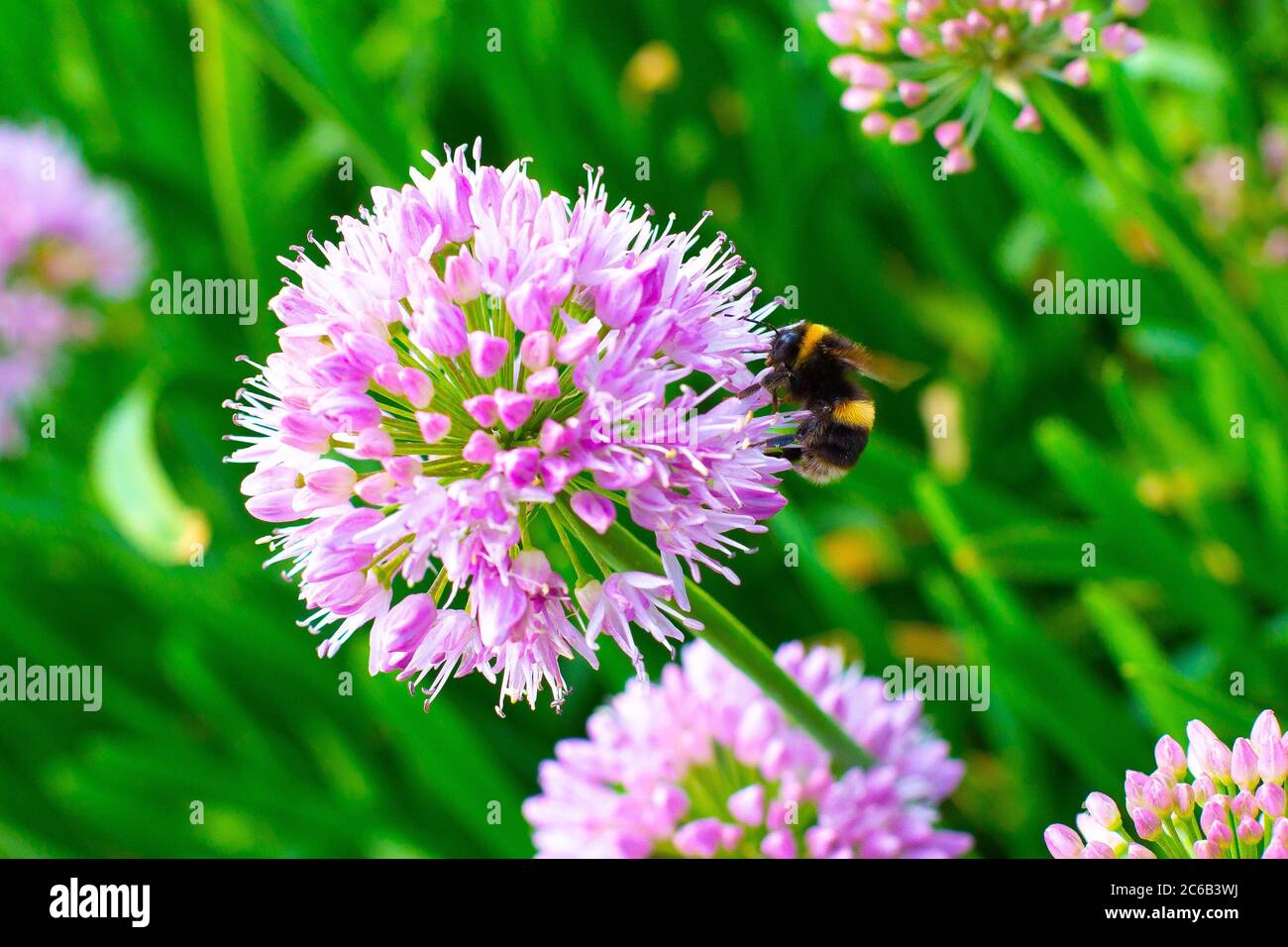 Abeille à tête de fleur rose Banque D'Images