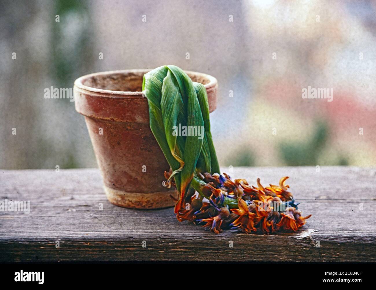 Jacinthe à fleurs flétrissent Photo Stock - Alamy