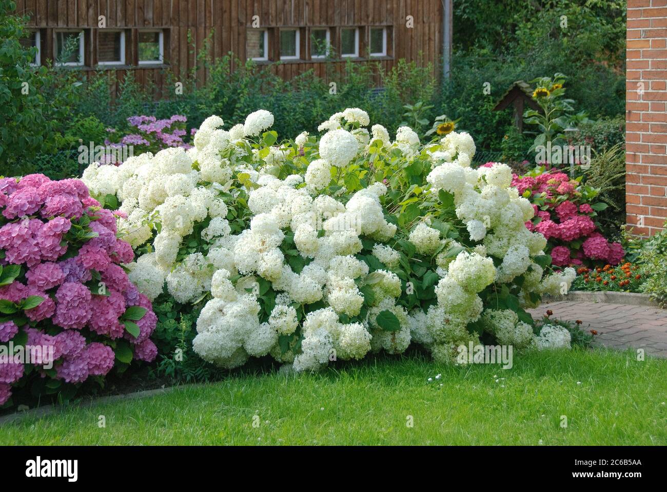 Ball-Hortensien Hydrangea, Hortensie, hortensia arborescens Annabelle Banque D'Images
