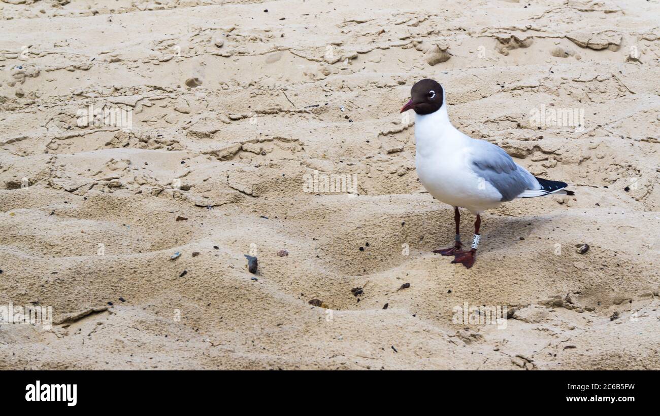 guette à tête noire sur la plage Banque D'Images