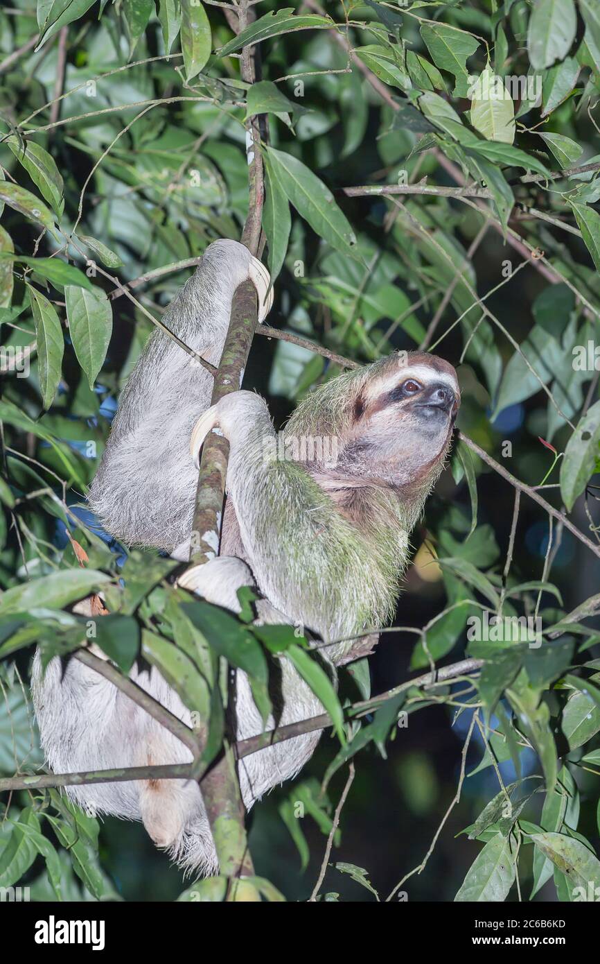 Loth à deux doigts (Choloepus hoffmanni) en train de monter dans l'arbre, Parc national Manuel Antonio, province de Puntarenas, Costa Rica, Amérique centrale Banque D'Images