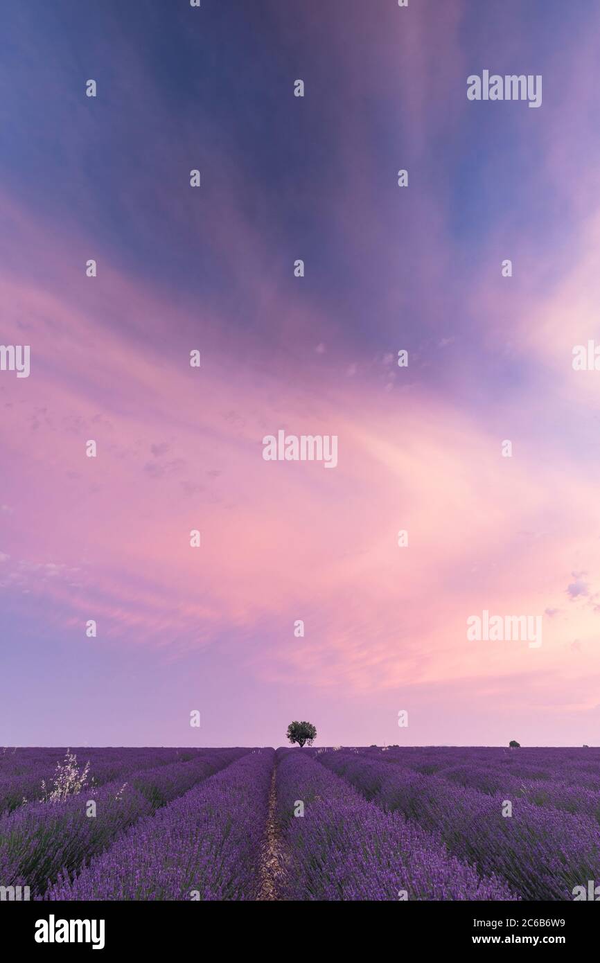 Un arbre au milieu d'un champ de lavande sur le plateau de Valensole, Provence, France Banque D'Images
