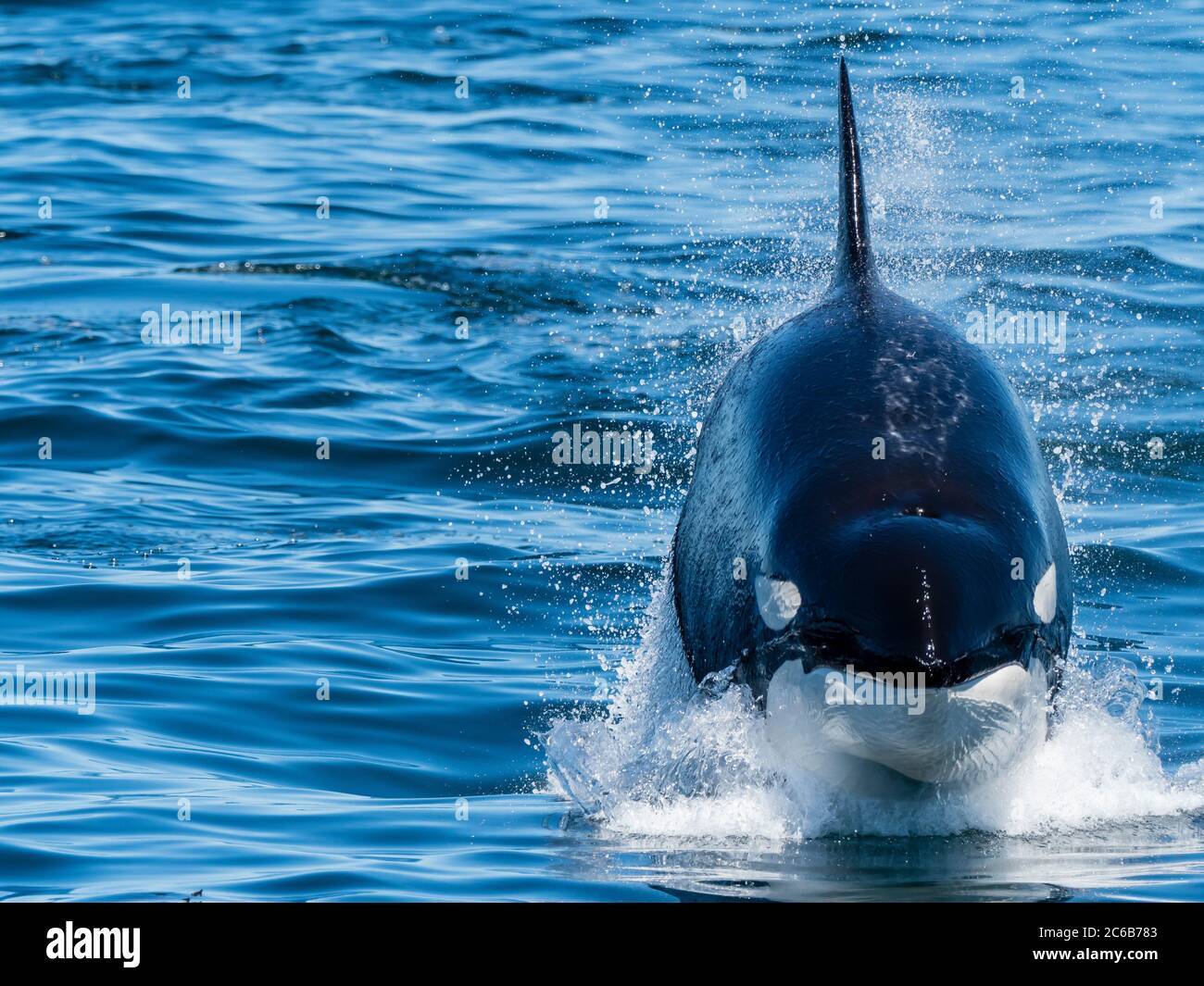 Orque transitoire (Orcinus orca), fente de puissance, Monterey Bay National Marine Sanctuary, Californie, États-Unis d'Amérique, Amérique du Nord Banque D'Images