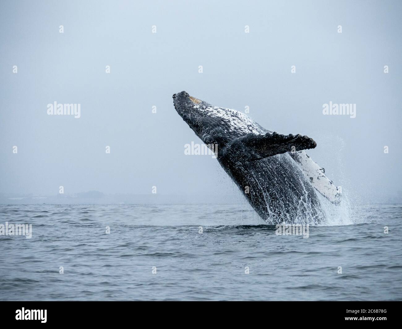 Baleine à bosse (Megaptera novaeangliae), violer à Monterey Bay National Marine Sanctuary, en Californie, États-Unis d'Amérique, Amérique du Nord Banque D'Images