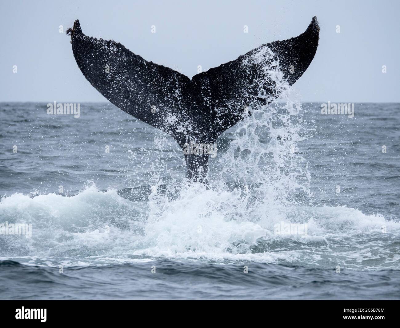 Baleine à bosse (Megaptera novaeangliae), lochage de la queue dans le sanctuaire marin national de la baie de Monterey, Californie, États-Unis d'Amérique, Amérique du Nord Banque D'Images