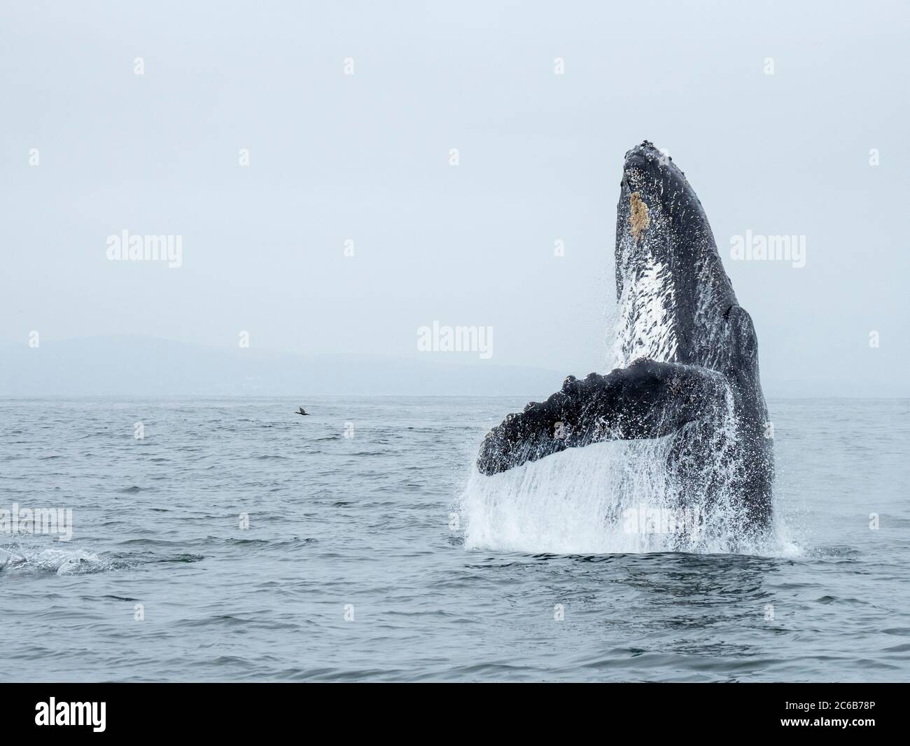Baleine à bosse (Megaptera novaeangliae), violer à Monterey Bay National Marine Sanctuary, en Californie, États-Unis d'Amérique, Amérique du Nord Banque D'Images