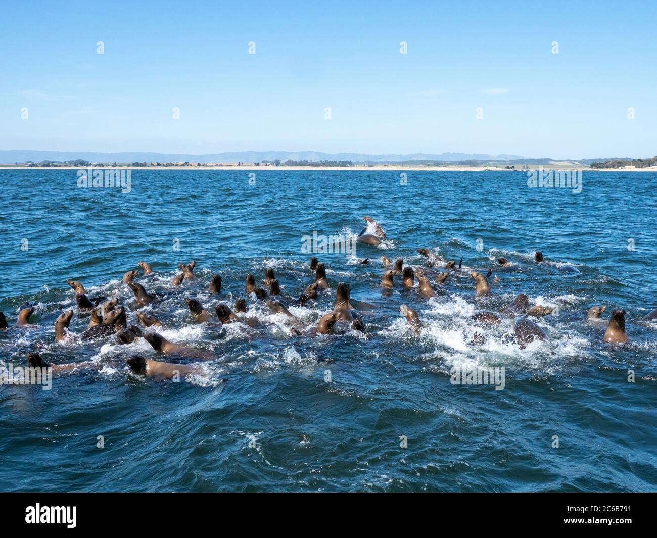 Lions de mer de Californie adultes (Zanclus californianus), dans le sanctuaire marin national de la baie de Monterey, Californie, États-Unis d'Amérique, Amérique du Nord Banque D'Images