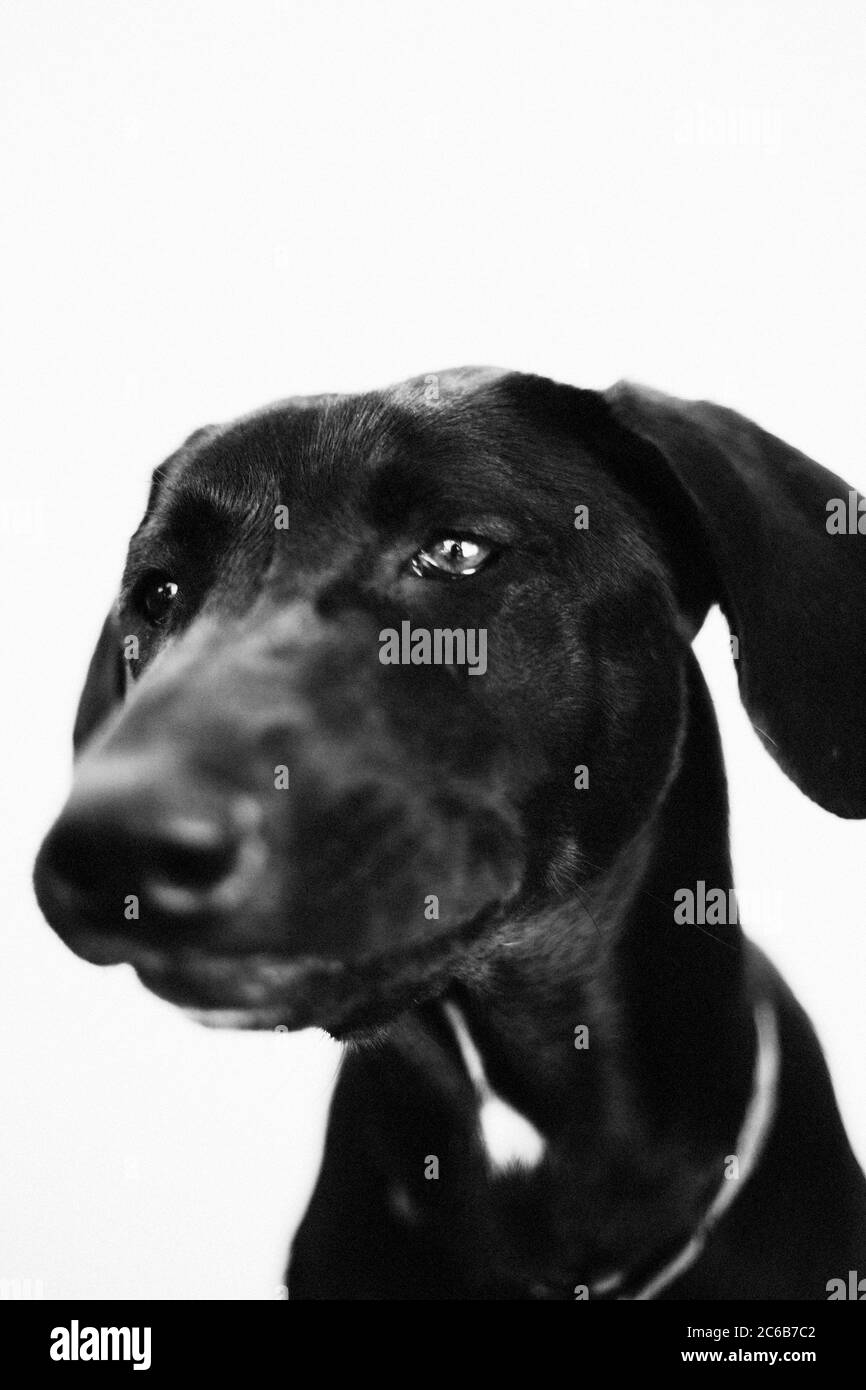Grand chien noir faisant un visage drôle. Banque D'Images