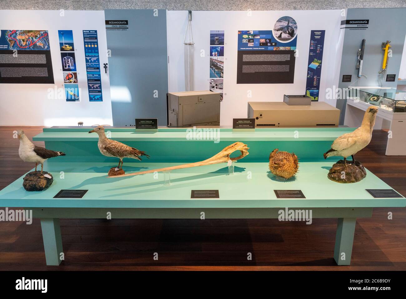 Oiseaux de mer farcis au Museo do Mar de Galice - musée maritime à Vigo, Galice, Espagne, Europe Banque D'Images