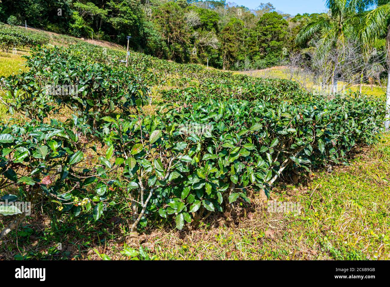 Plantes à thé, ancienne ferme à thé Assam, zone panoramique nationale du lac Sun Moon, comté de Nantou, Taïwan, Asie Banque D'Images