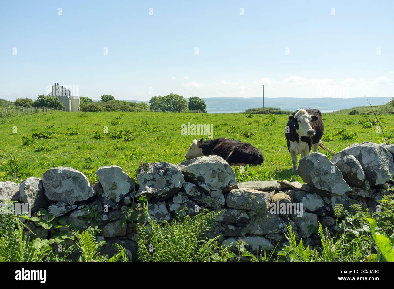 Agriculture sur l'île de Gigha, Écosse, Royaume-Uni Banque D'Images
