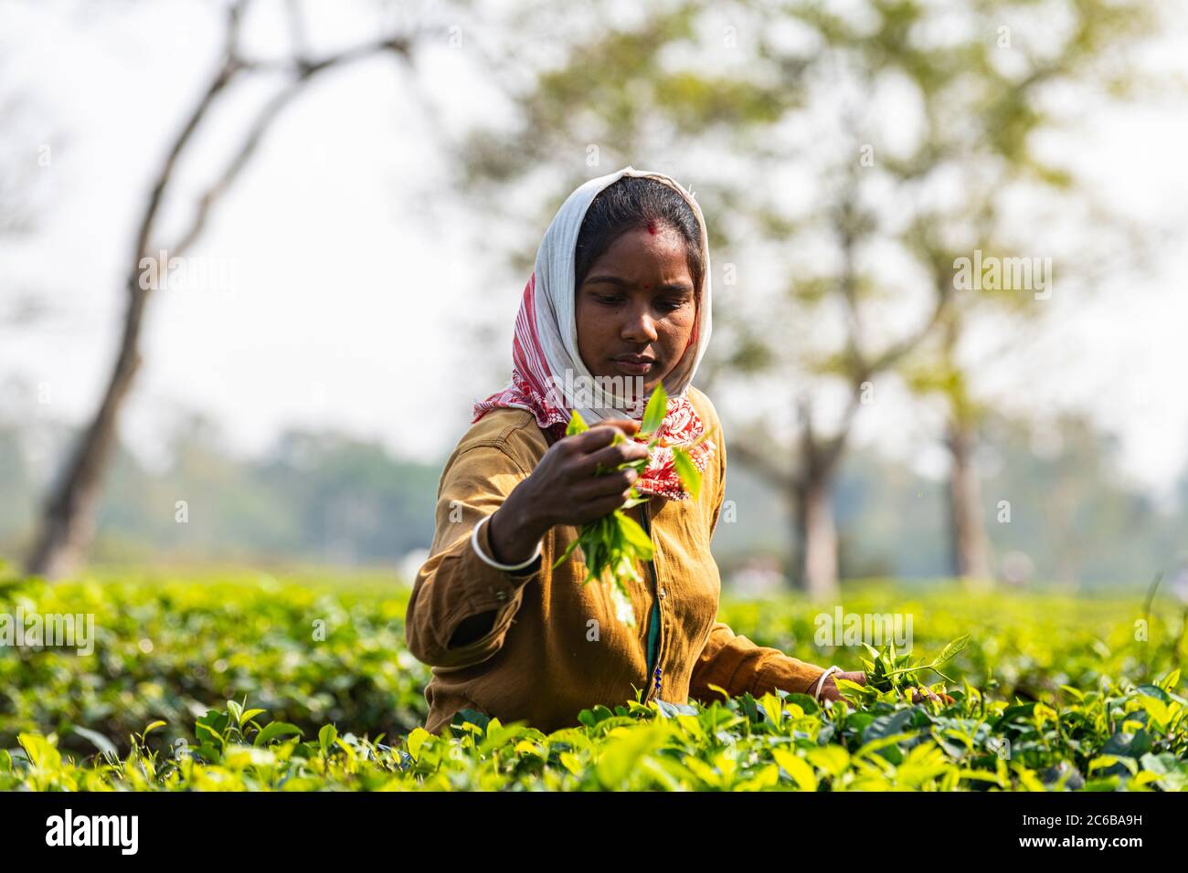 Femme cueillant du thé dans des usines de thé sur une plantation de thé, Assam, Inde, Asie Banque D'Images