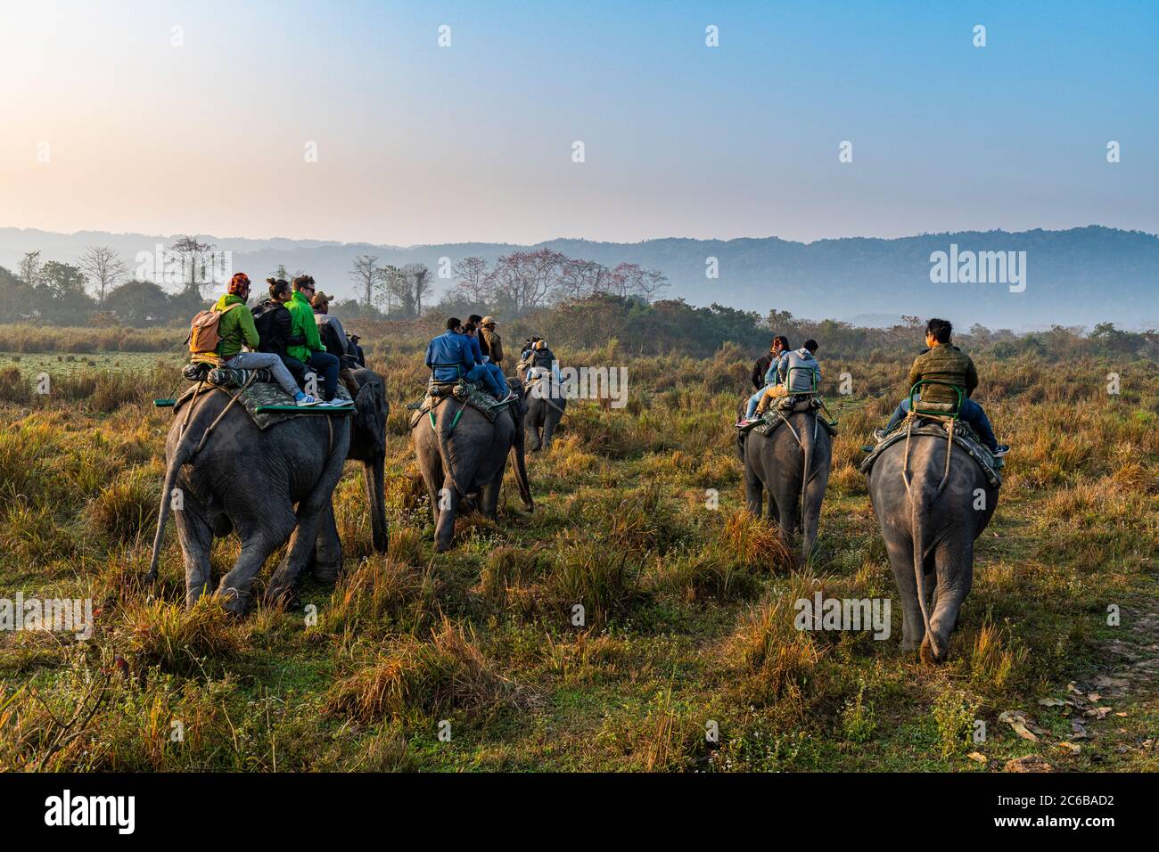 Promenade matinale à dos d'éléphant sur les éléphants à travers l'herbe d'éléphant, parc national de Kaziranga, site classé au patrimoine mondial de l'UNESCO, Assam, Inde, Asie Banque D'Images Promenade matinale à dos d'éléphant sur les éléphants à travers l'herbe d'éléphant, parc national de Kaziranga, site classé au patrimoine mondial de l'UNESCO, Assam, Inde, Asie Banque D'Images