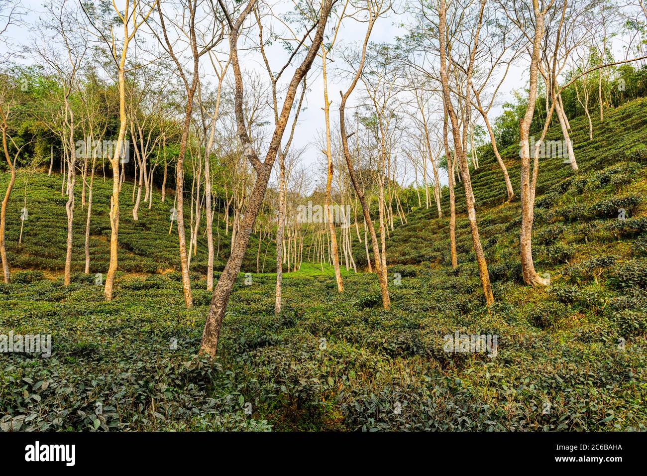 Le thé plante dans une plantation de thé à Sreemagal, Bangladesh, Asie Banque D'Images