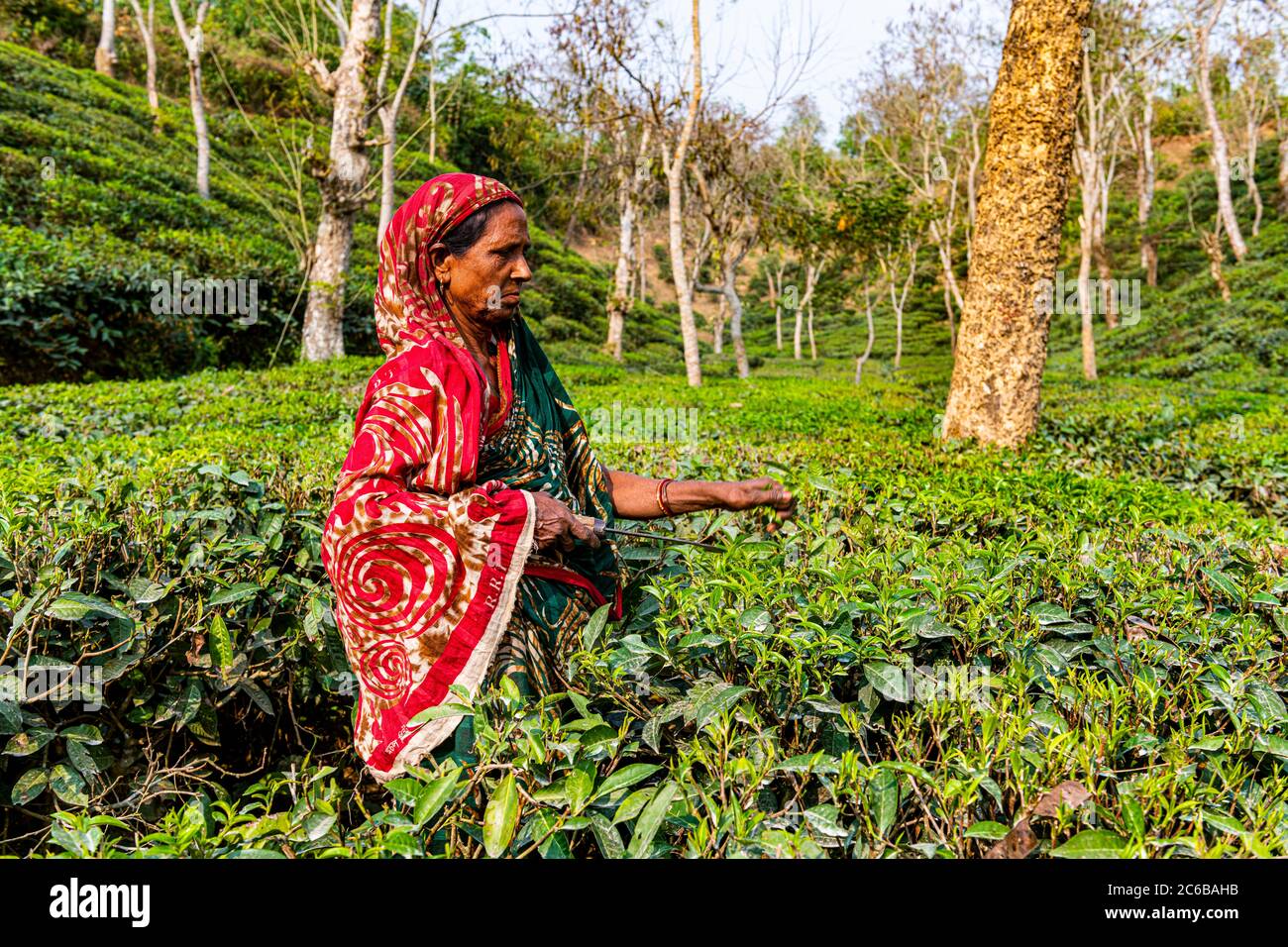 Femme cueillant des feuilles de thé dans une plantation de thé à Sreemagal, Bangladesh, Asie Banque D'Images