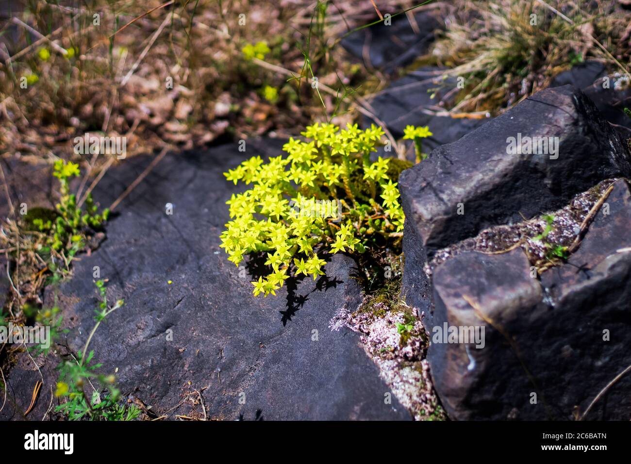 La fleur de montagne jaune pousse parmi les pierres. Bush avec de petites fleurs jaunes de montagne sur un fond de pierres. Banque D'Images