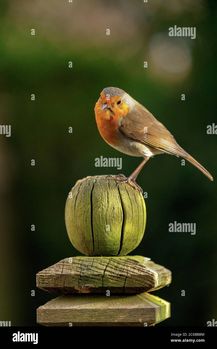 Robin perchée sur un poste de clôture de jardin abîmé dans le Yorkshire du Nord, Angleterre, Royaume-Uni, Europe Banque D'Images