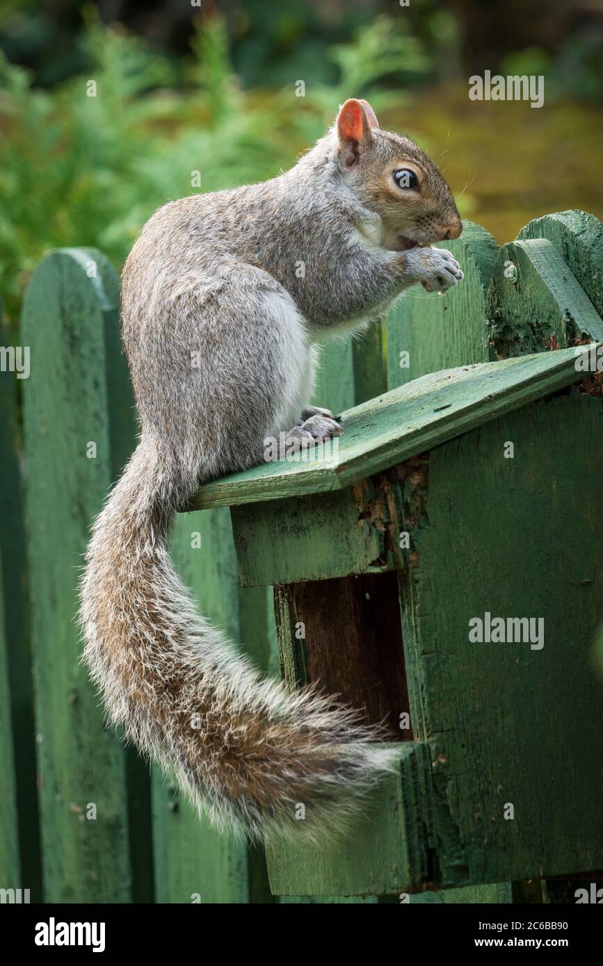 Un écureuil gris photographié dans un mangeoire à oiseaux de jardin à York, dans le North Yorkshire, en Angleterre, au Royaume-Uni, en Europe Banque D'Images