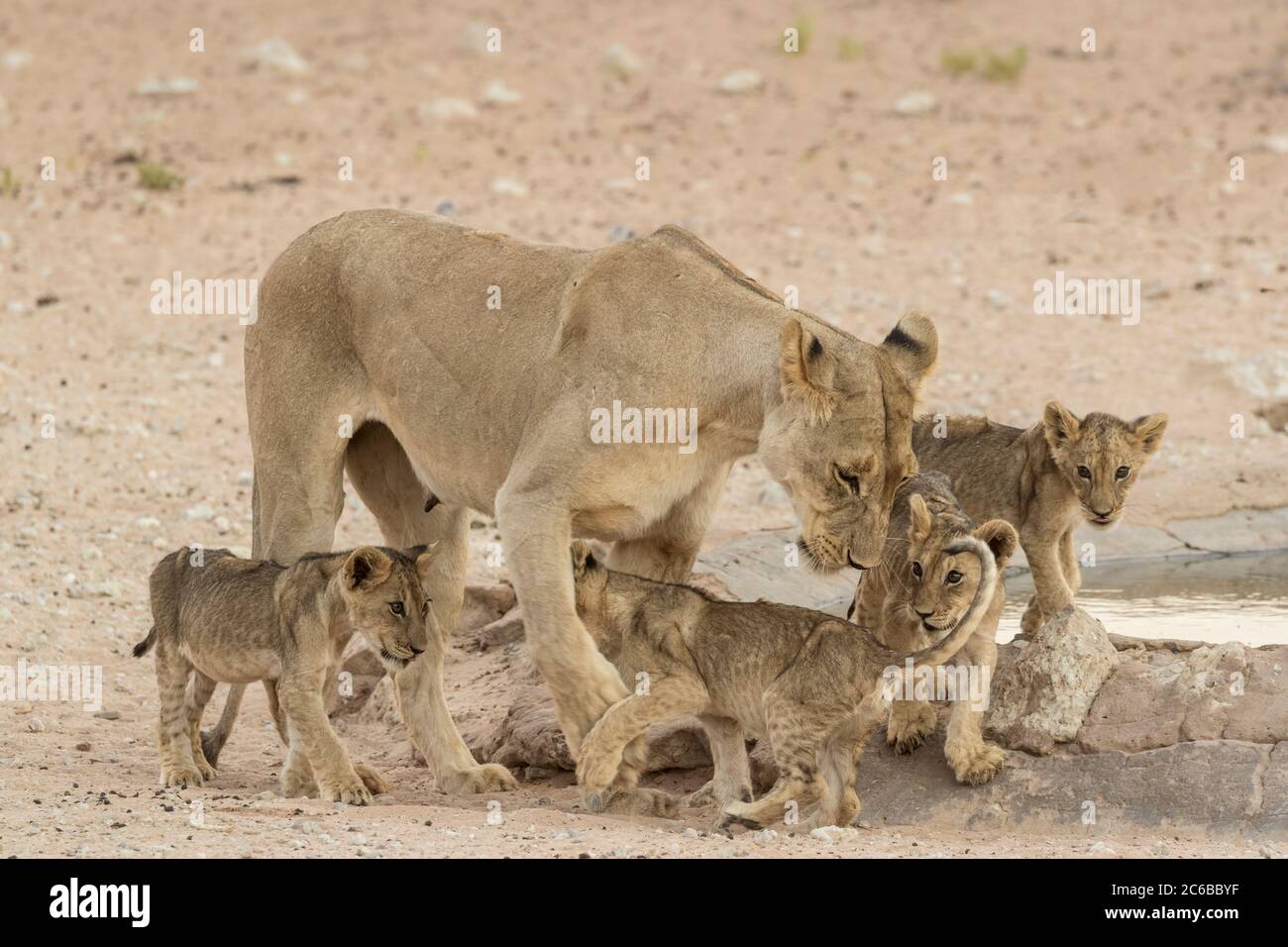 Lionne (Panthera leo) avec des petits, Parc transfrontalier Kgalagadi, Afrique du Sud, Afrique Banque D'Images