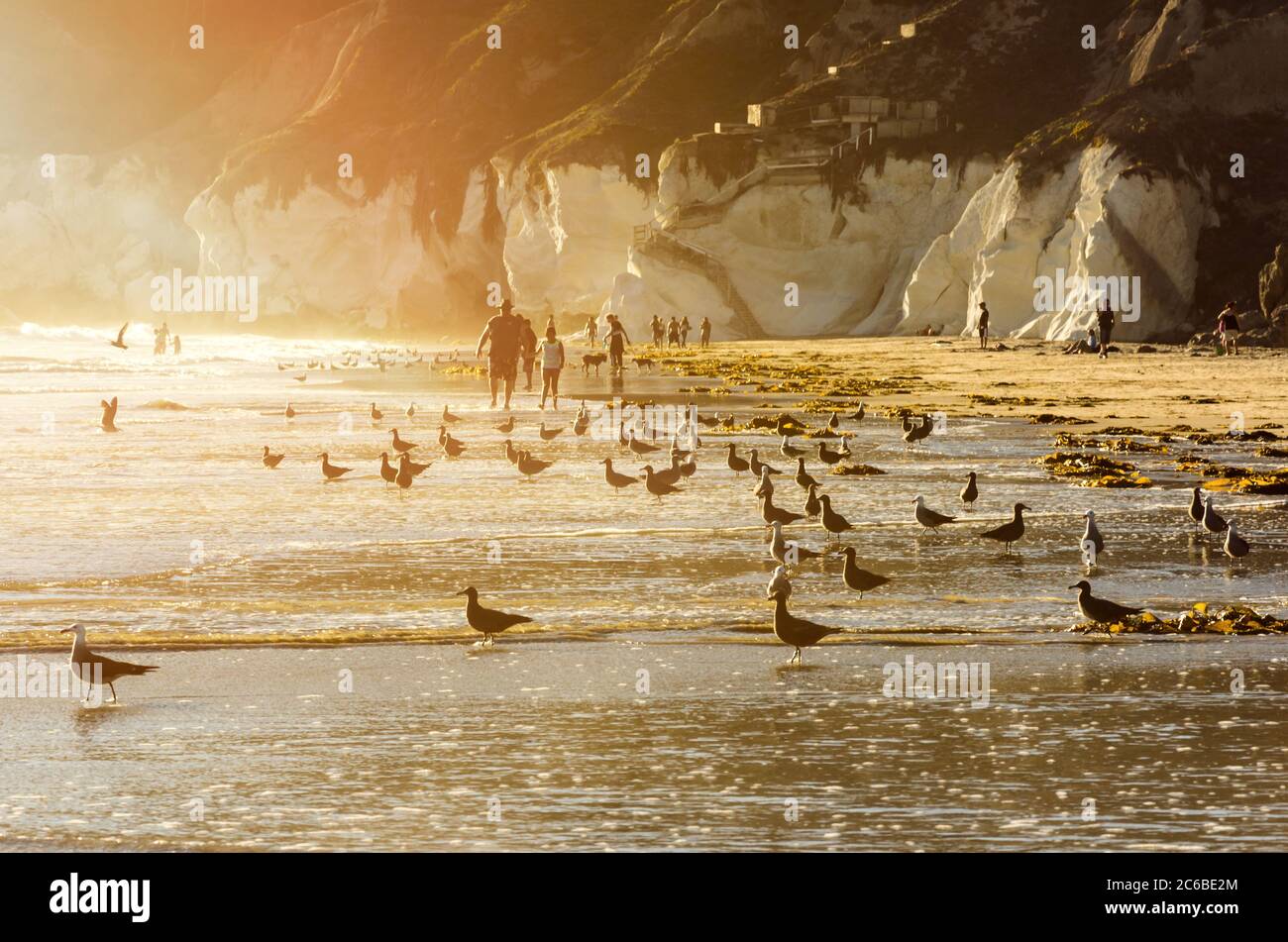 Plage avec mouettes en Californie, aux États-Unis, le soir au soleil Banque D'Images