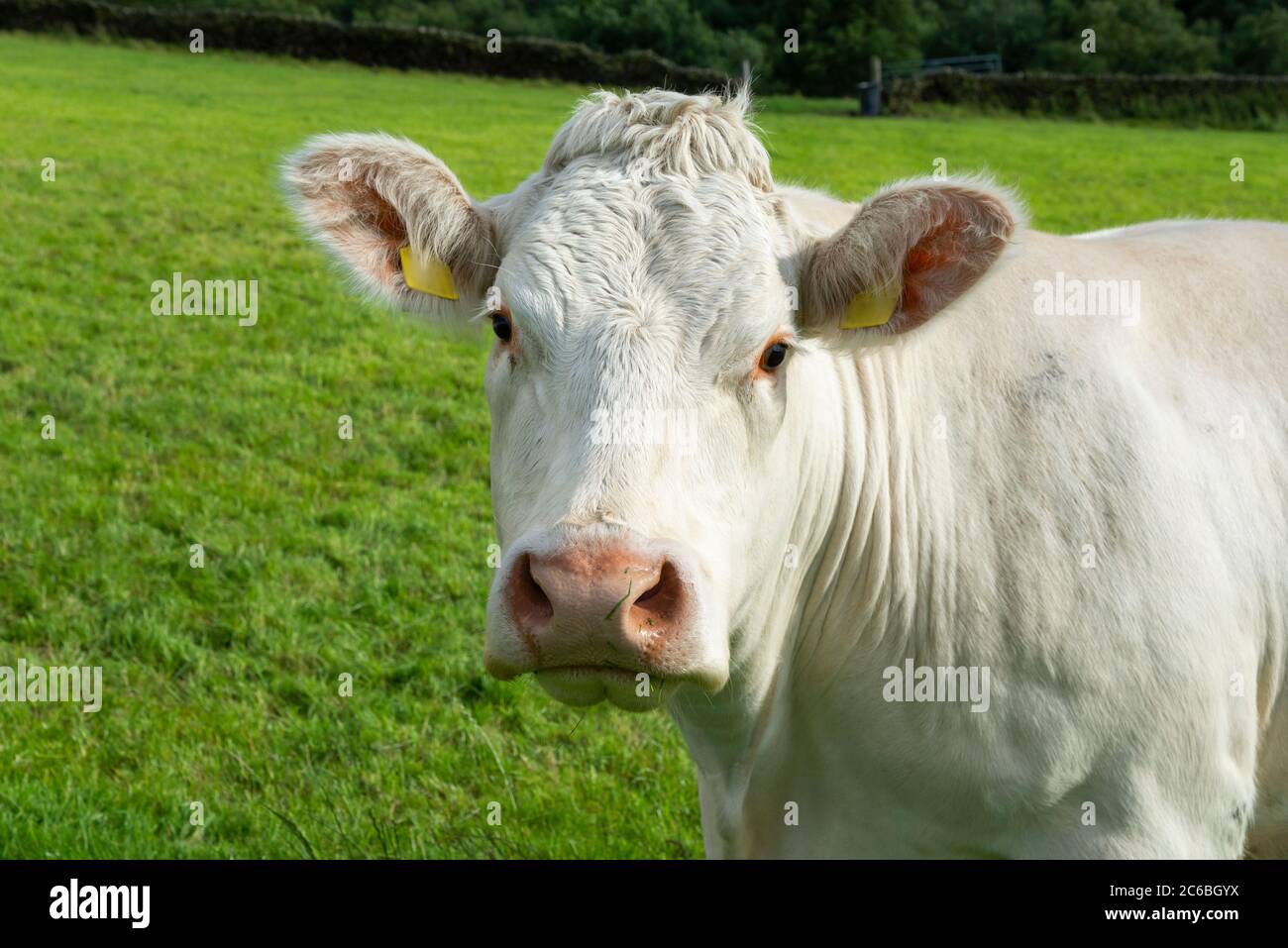 Vache Charolais en campagne en milieu d'été Banque D'Images