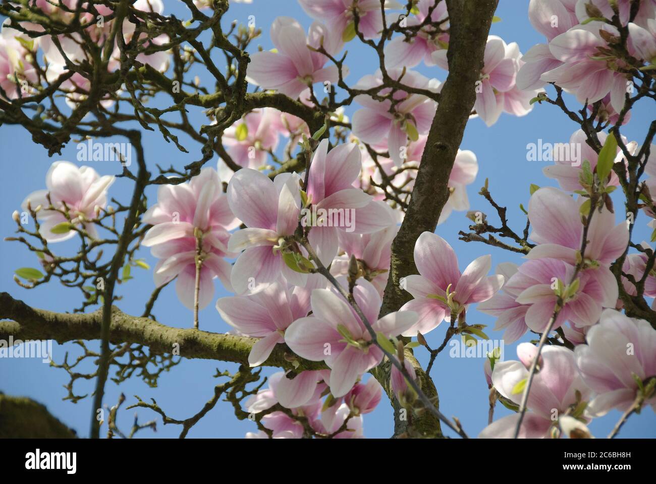 Tulpen-Magnolie Magnolia Soulangeana Banque D'Images