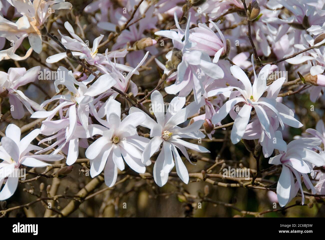 Rosa Stern-Magnolie Magnolia stellata rosea Banque D'Images