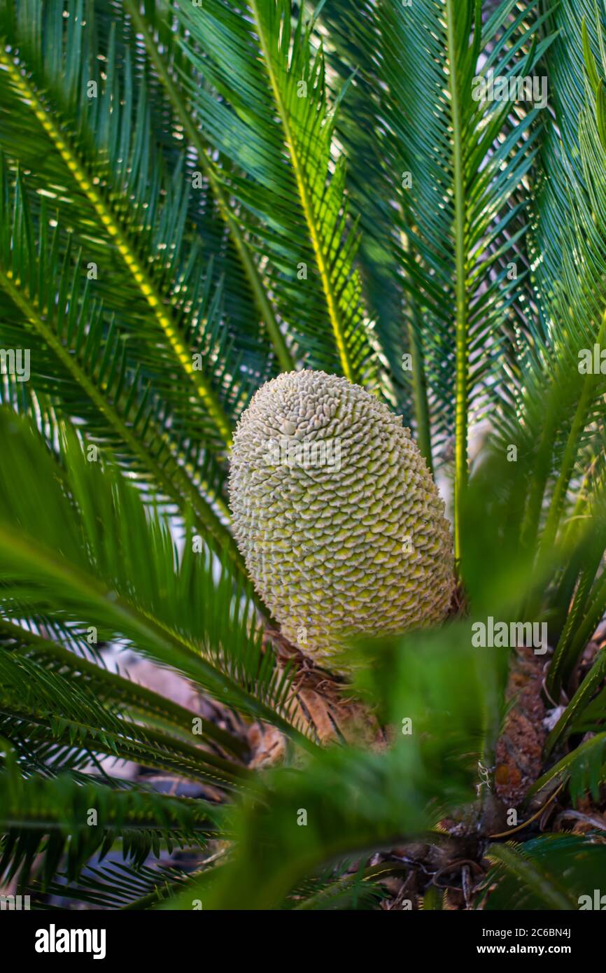 Fleur de jardin Cycas Revoluta Banque D'Images