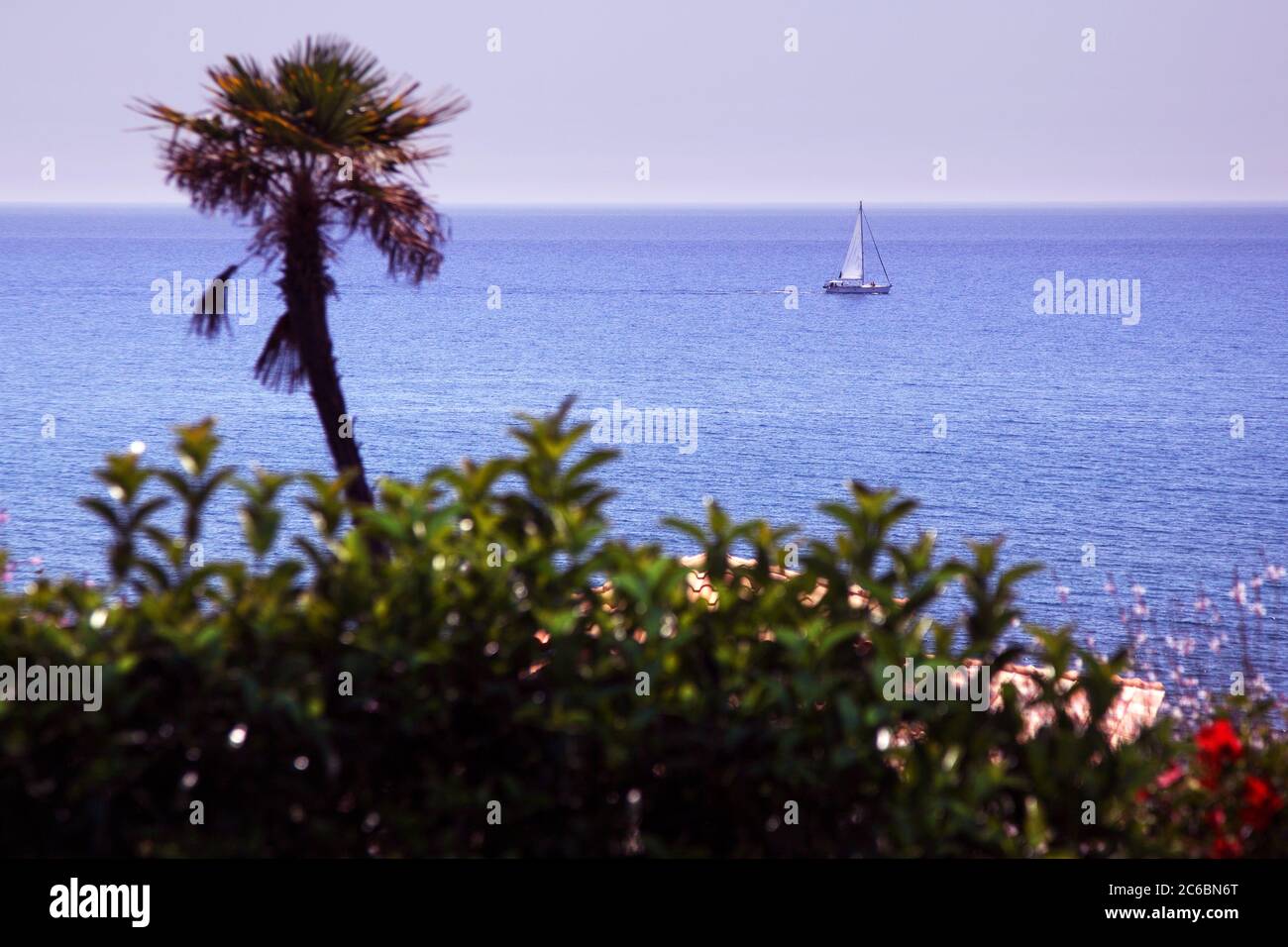 Petit voilier yacht naviguant au loin sur la mer Méditerranée avec ciel bleu au-dessus de l'horizon et palmier en premier plan. Banque D'Images