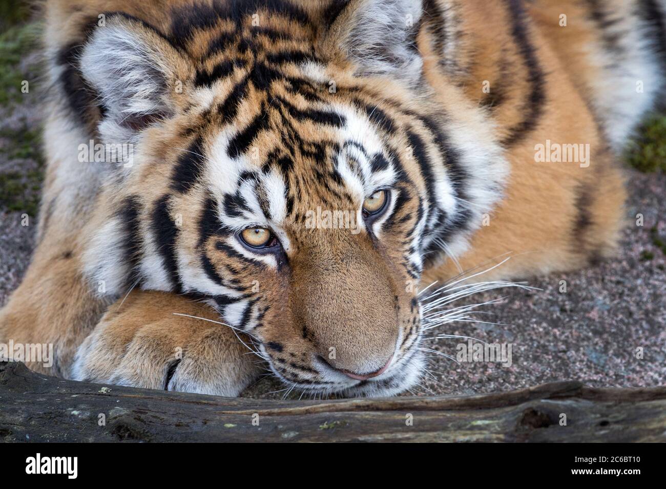 Homme Amur Tiger Yasha (neuf mois) Banque D'Images