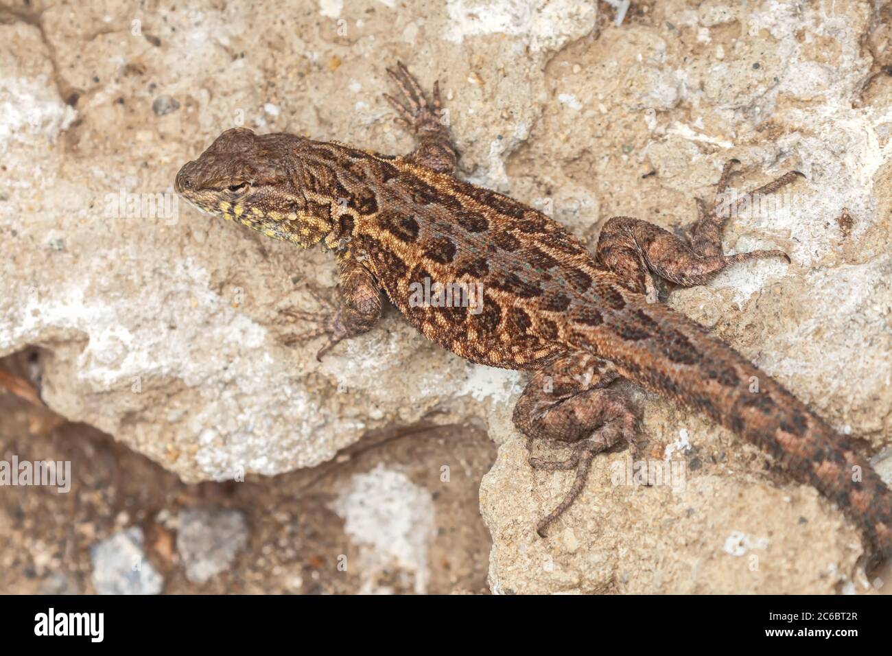 Lenzard à flanc commun, Uta stansburiana, île d'Ancaña, parc national des îles Anglo-Normandes, Californie, États-Unis. Banque D'Images