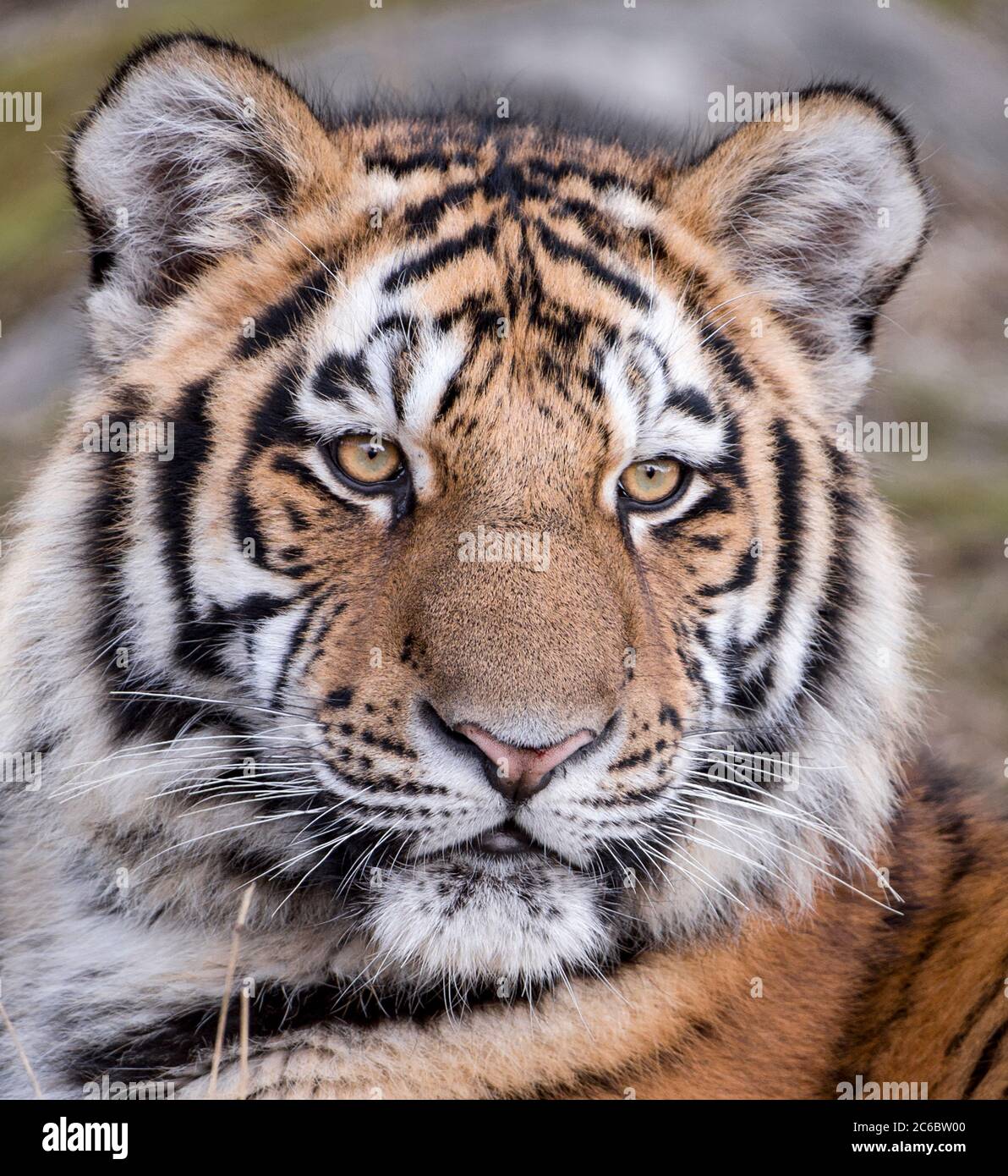 Homme Amur tigre Yasha Banque D'Images