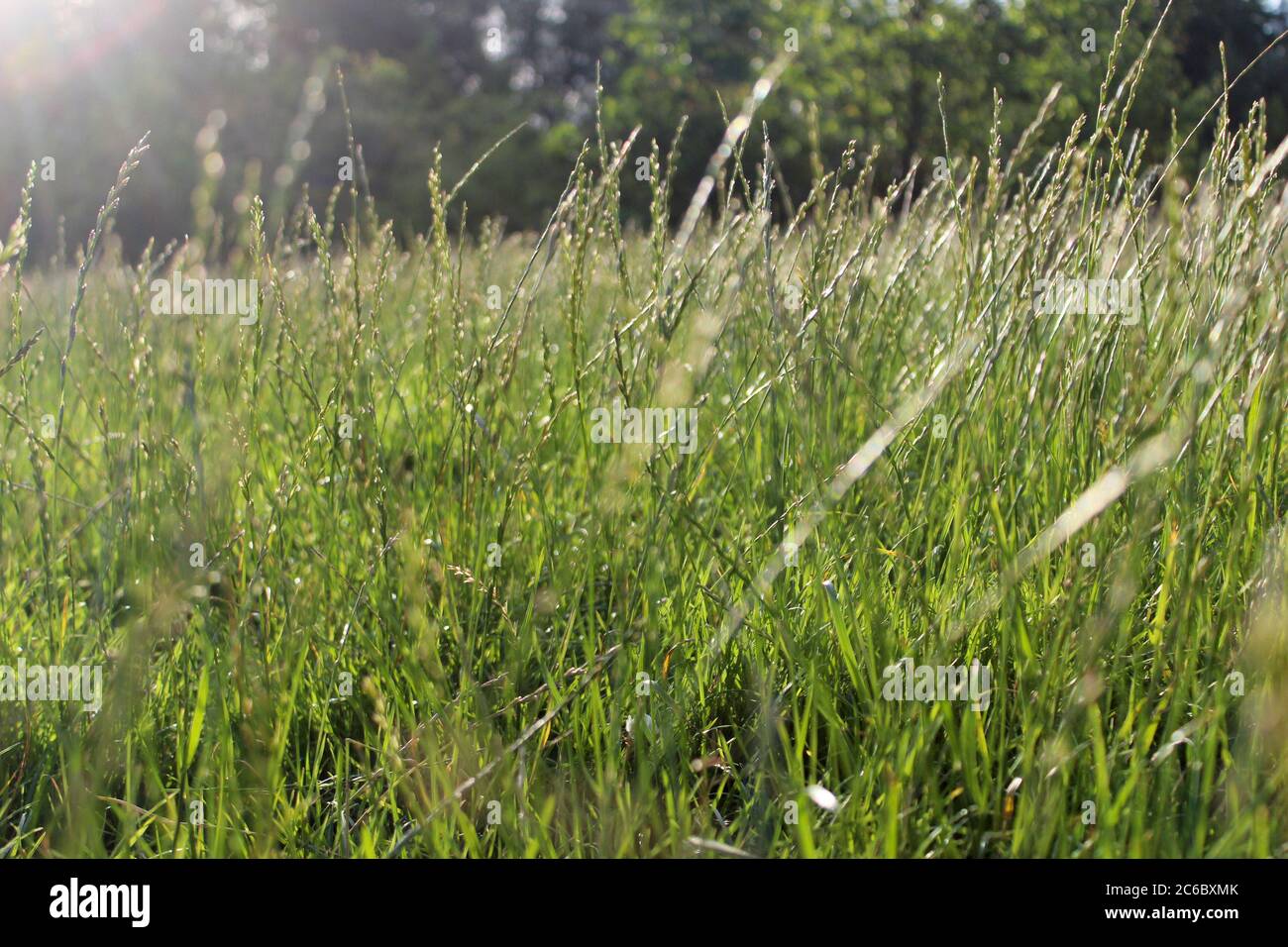 Un champ d'herbe sauvage par une journée ensoleillée à Manchester, en Angleterre Banque D'Images