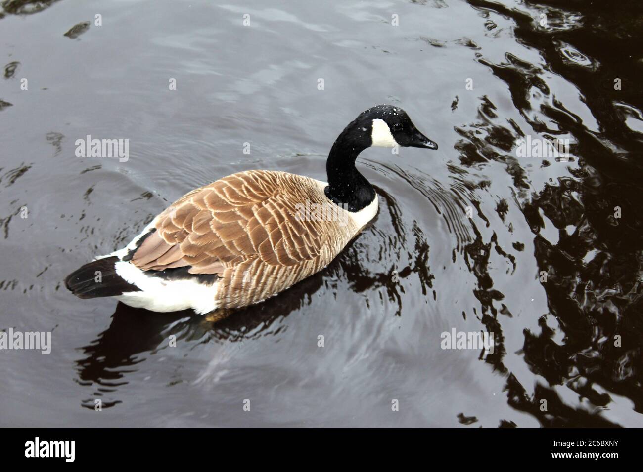 Le Canada se berce dans un lac dans le parc Manor à Glossop, en Angleterre Banque D'Images