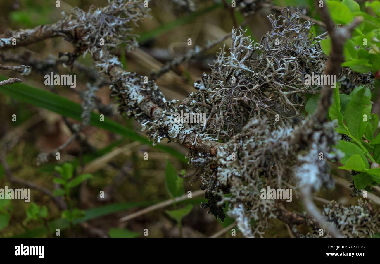 lichens blancs qui poussent autour des parties d'arbres dans la forêt verte Banque D'Images