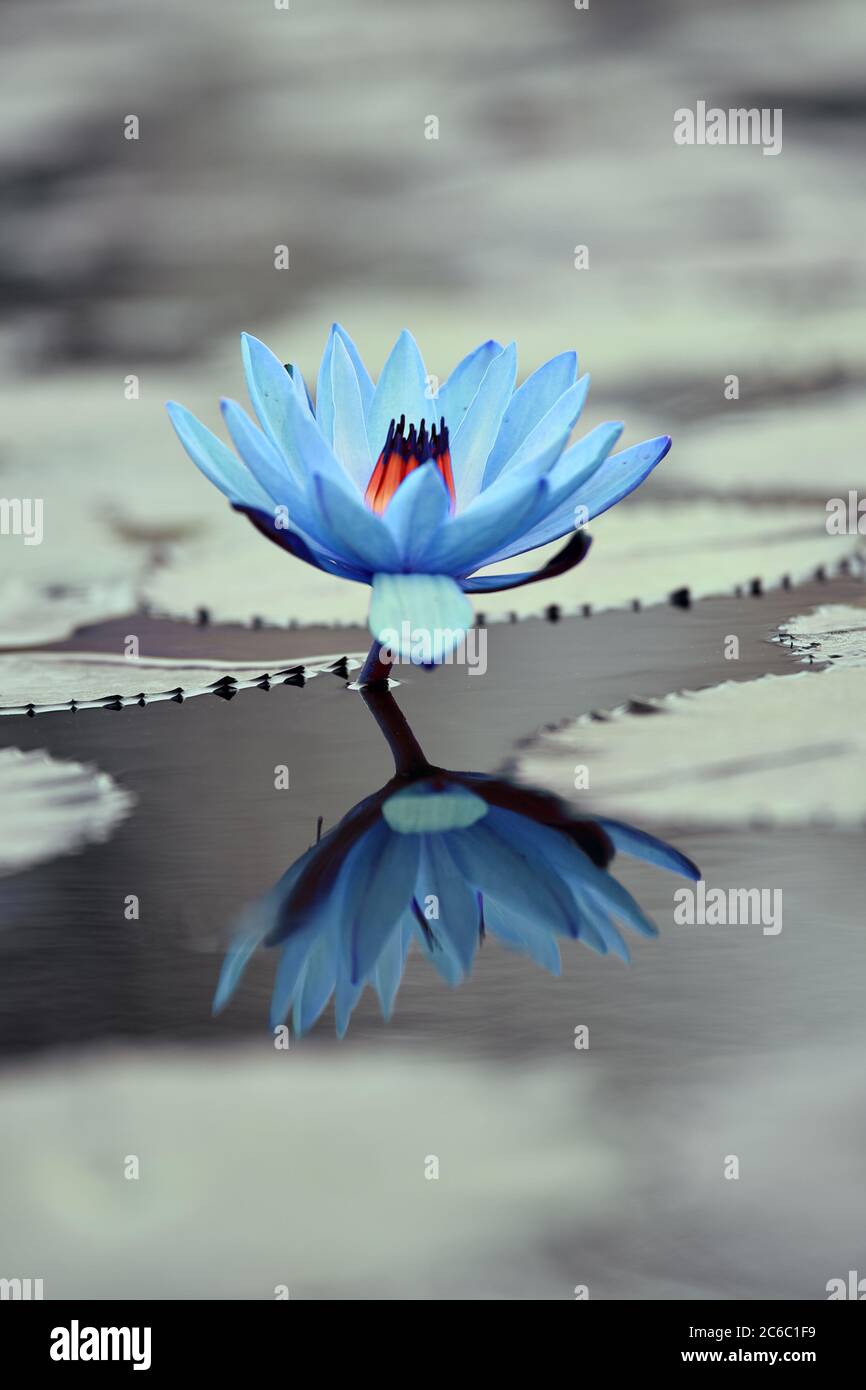 Un lotus bleu ciel dans le lac avec réflexion dans l'eau. Concept de fond d'écran HD. Banque D'Images