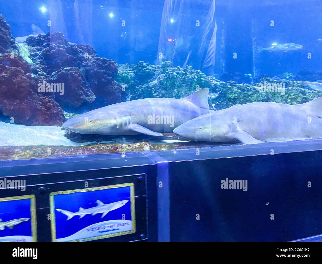 Orlando, FL/USA-7/3/20: Deux requins nourrices dans le tunnel d'observation des requins à SeaWorld à Orlando, en Floride. Banque D'Images