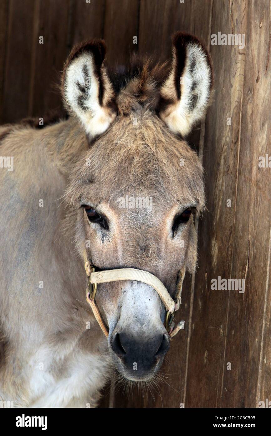 Un Donkey sarde au parc et zoo de Popcorn, Forked River, New Jersey, États-Unis. Pop-corn Park est un refuge pour les animaux indésirables, négligés ou maltraités Banque D'Images