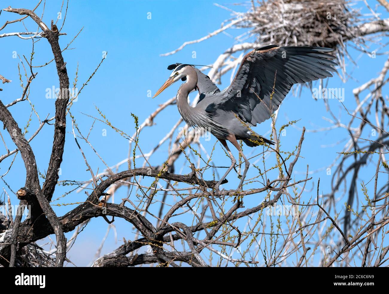 Un magnifique Grand Héron pose avec des ailes étirées sur la branche d'un arbre bourgeonnant avec un arrière-plan de colonie de nidification. Banque D'Images