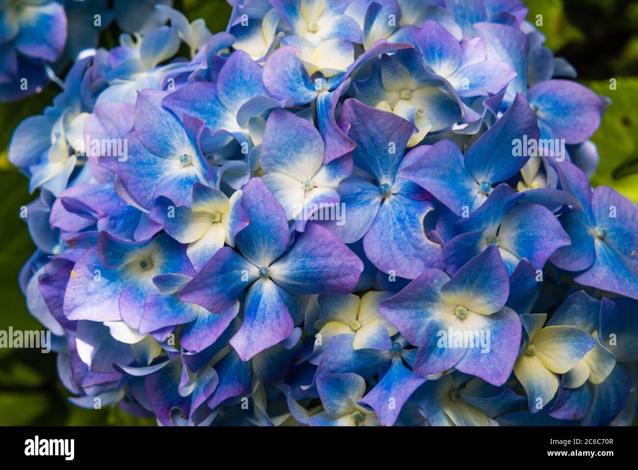 Hydrangea ou Hydrangeaceae. Banque D'Images