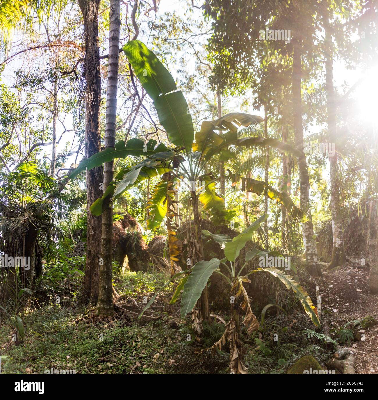 Forêt tropicale sur la côte brésilienne à Ilhabela, São Paulo, Brésil Banque D'Images