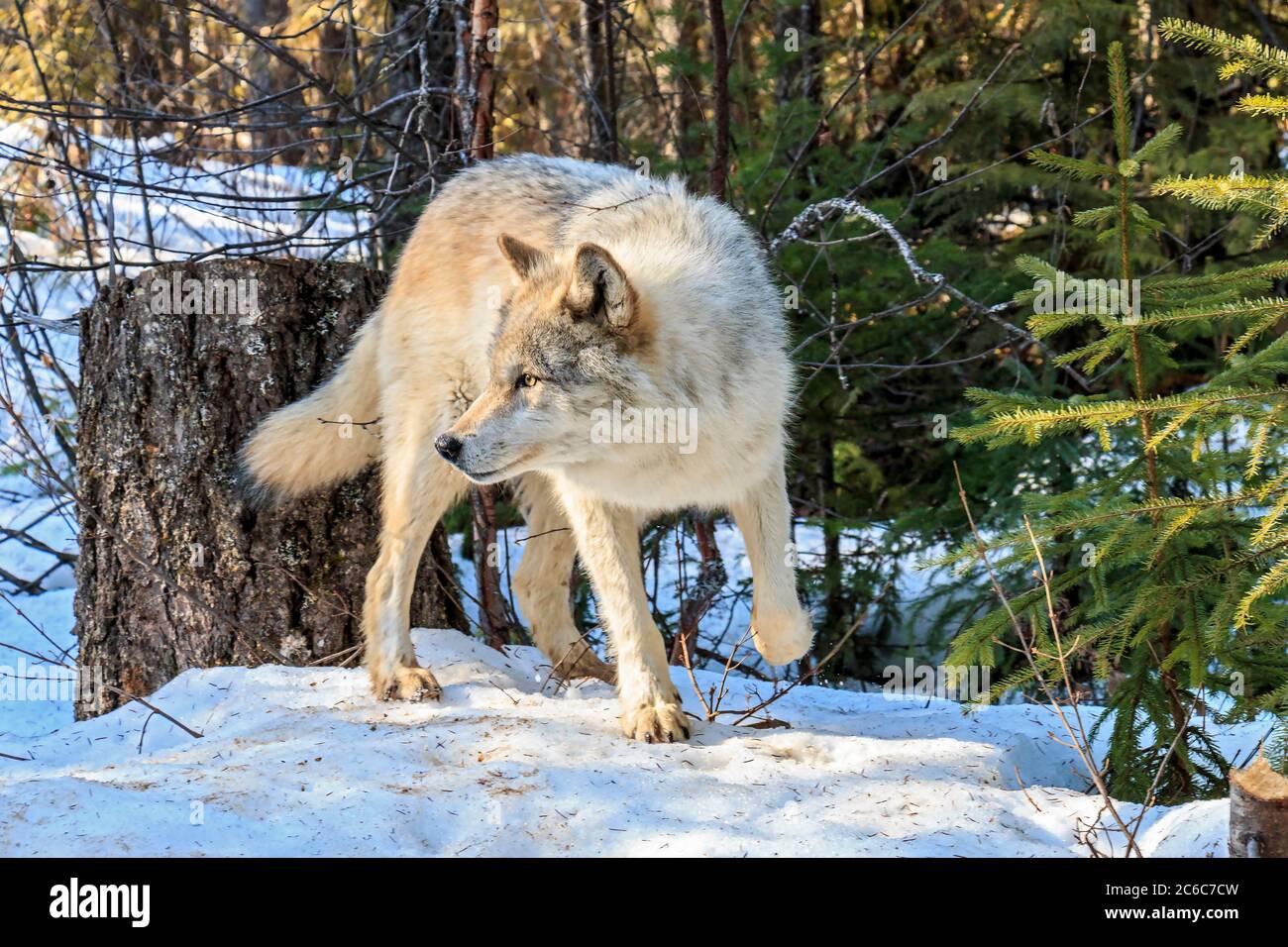 Les loups marchent avec les visiteurs lors d'une visite guidée des loups dans la forêt et jouent dans la neige près de Golden BC. Les randonnées sont dirigées par le Northern Lights Wolf Centre, un centre de sauvetage et d'éducation pour les loups. Les loups ont été socialisés aux gens dès leur naissance et sont habitués à marcher avec les visiteurs. Banque D'Images