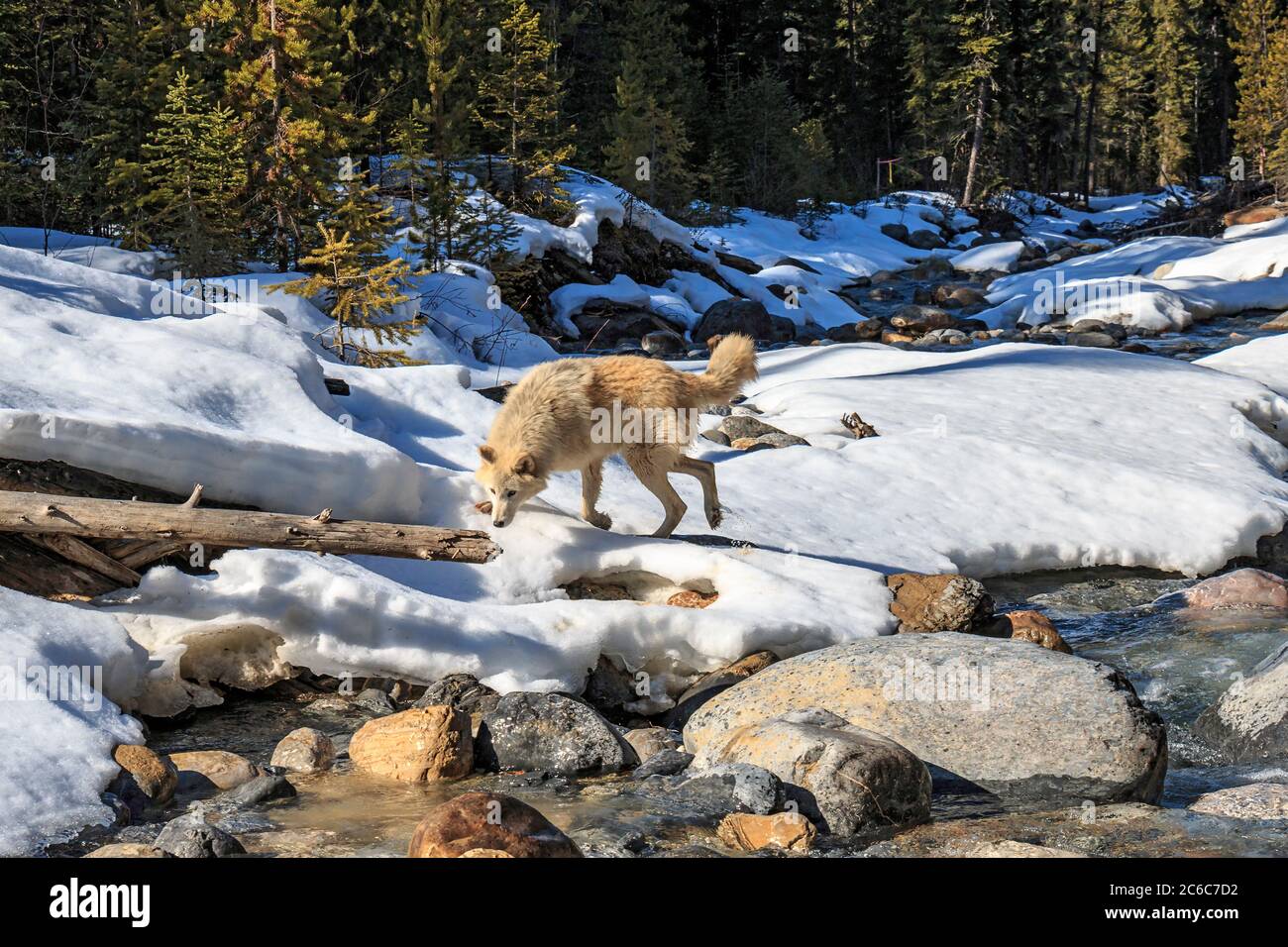 Près d'un ruisseau forestier, les loups marchent avec les visiteurs lors d'une promenade guidée près de Golden BC. Les randonnées sont dirigées par le Northern Lights Wolf Centre, un centre de sauvetage et d'éducation pour les loups. Les loups ont été socialisés aux gens dès leur naissance et sont habitués à marcher avec les visiteurs. Banque D'Images