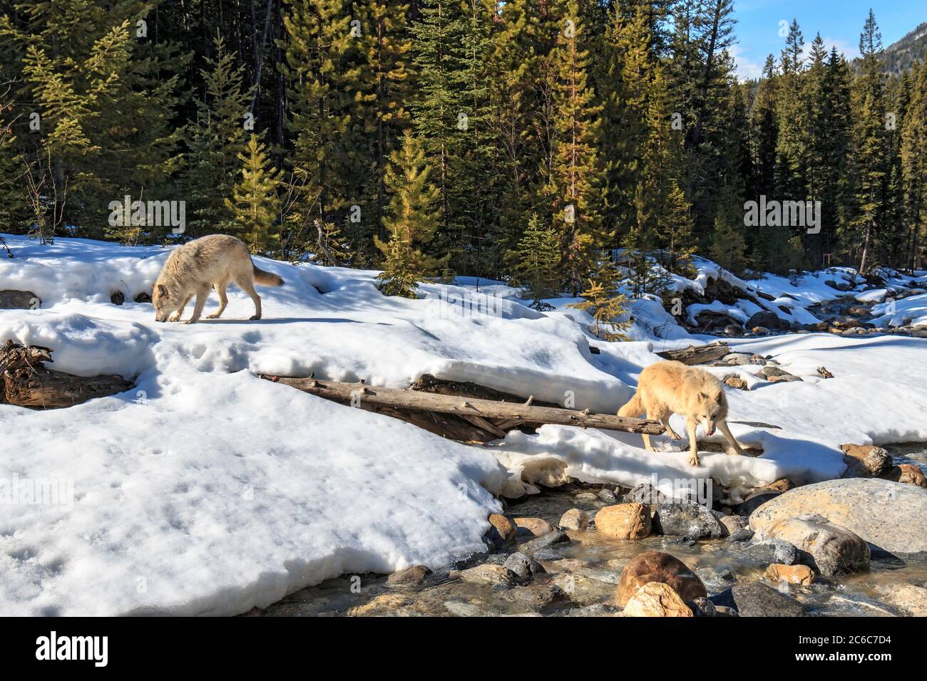 Près d'un ruisseau forestier, les loups marchent avec les visiteurs lors d'une promenade guidée près de Golden BC. Les randonnées sont dirigées par le Northern Lights Wolf Centre, un centre de sauvetage et d'éducation pour les loups. Les loups ont été socialisés aux gens dès leur naissance et sont habitués à marcher avec les visiteurs. Banque D'Images