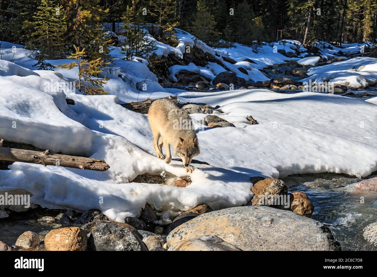 Près d'un ruisseau forestier, les loups marchent avec les visiteurs lors d'une promenade guidée près de Golden BC. Les randonnées sont dirigées par le Northern Lights Wolf Centre, un centre de sauvetage et d'éducation pour les loups. Les loups ont été socialisés aux gens dès leur naissance et sont habitués à marcher avec les visiteurs. Banque D'Images