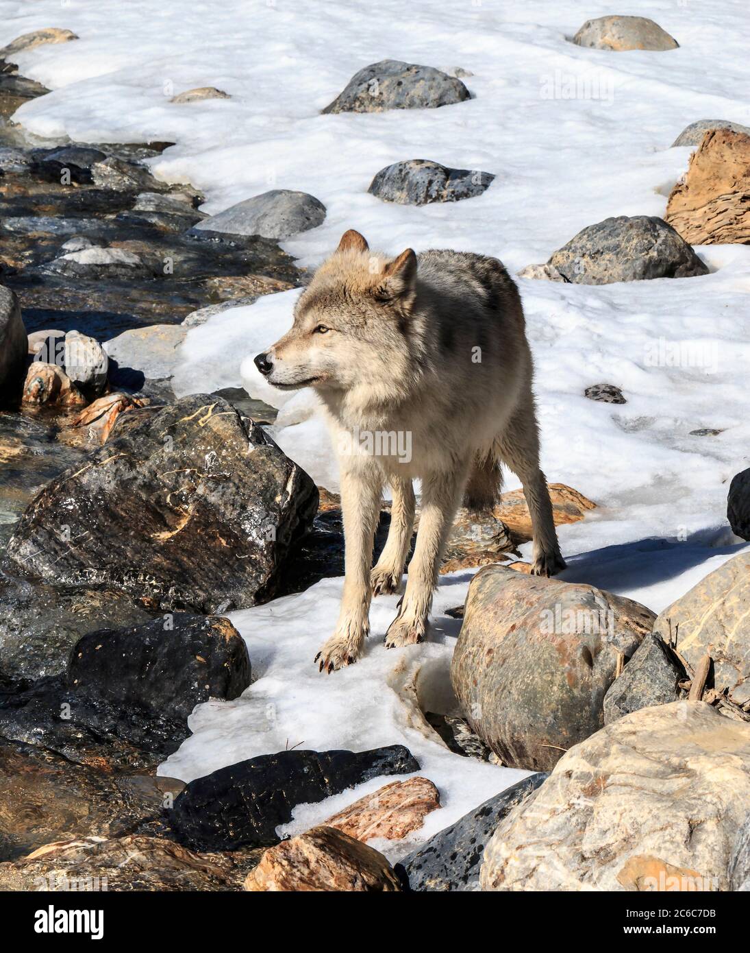 Près d'un ruisseau forestier, les loups marchent avec les visiteurs lors d'une promenade guidée près de Golden BC. Les randonnées sont dirigées par le Northern Lights Wolf Centre, un centre de sauvetage et d'éducation pour les loups. Les loups ont été socialisés aux gens dès leur naissance et sont habitués à marcher avec les visiteurs. Banque D'Images