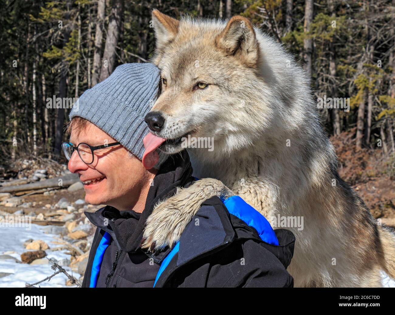 L'homme rencontre Dave, un des loups lors d'une visite guidée des loups dans la forêt avec le Northern Lights Wolf Centre, un centre de sauvetage et d'éducation des loups à Golden, en Colombie-Britannique. La visite guidée avec des loups dans la forêt comprend une « rencontre » où le loup se tient sur le dos d'un visiteur et se léche souvent le cou. Ce sont des loups qui ont été socialisés aux gens dès leur naissance. Banque D'Images