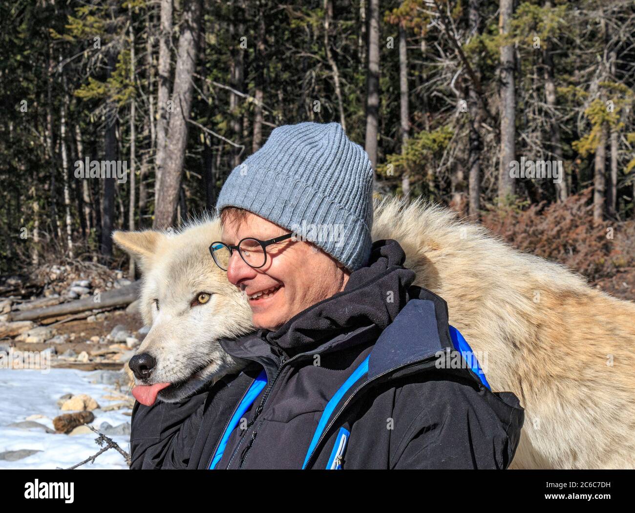 L'homme rencontre Dave, un des loups lors d'une visite guidée des loups dans la forêt avec le Northern Lights Wolf Centre, un centre de sauvetage et d'éducation des loups à Golden, en Colombie-Britannique. La visite guidée avec des loups dans la forêt comprend une « rencontre » où le loup se tient sur le dos d'un visiteur et se léche souvent le cou. Ce sont des loups qui ont été socialisés aux gens dès leur naissance. Banque D'Images