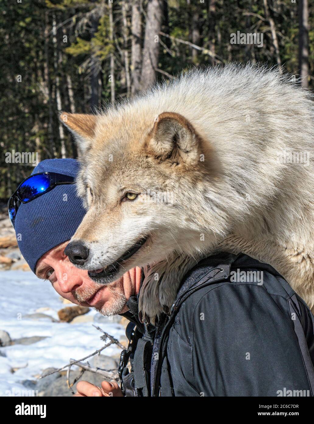 rencontre avec un loup
